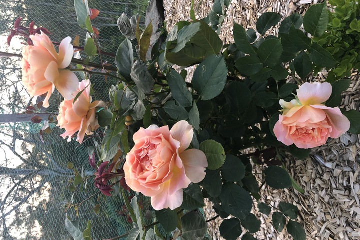 1716166938294415.jpg 铜管乐队月季花值不值得入手