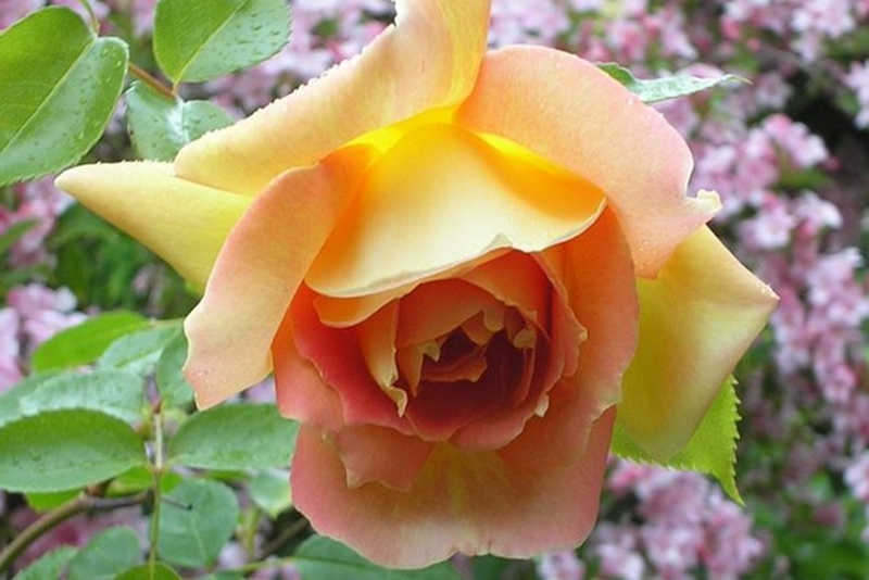 1716203446772073.jpg 海伦海斯Helen Hayes