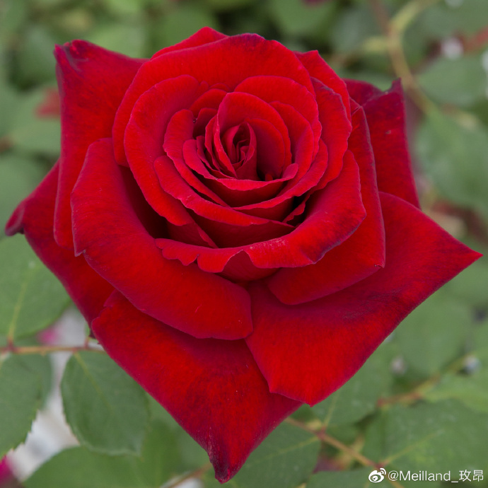 1716541711942740.jpg 爱之承诺 Meisoyris
