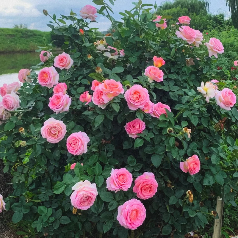 1716599867513239.jpg 爱丽 Meibderos