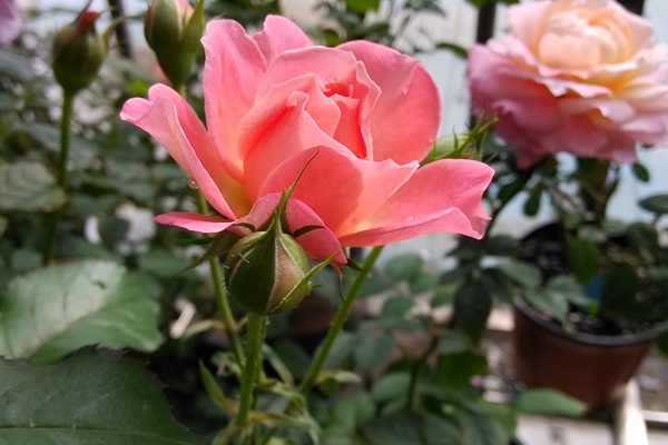 1716944188200382.jpg 海神王阳台和芳香王阳台的区别分析