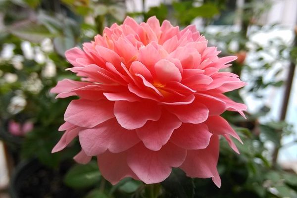 1716944195747280.jpg 海神王阳台和芳香王阳台的区别分析