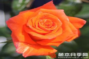 月季情书和莫妮卡的区别
