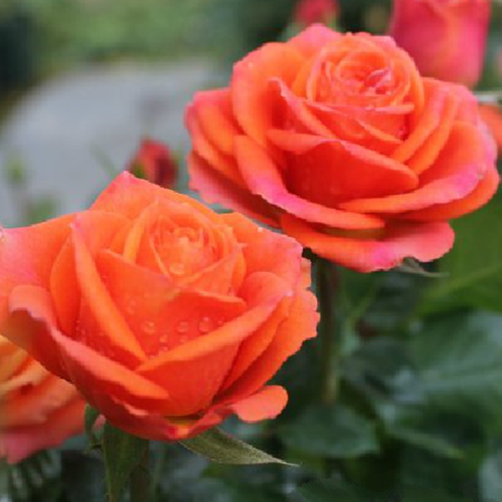 1717633706981411.jpg 星座月季哪个最值得入手
