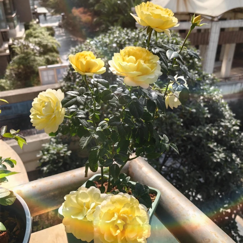1718670134273631.jpg 黄果汁