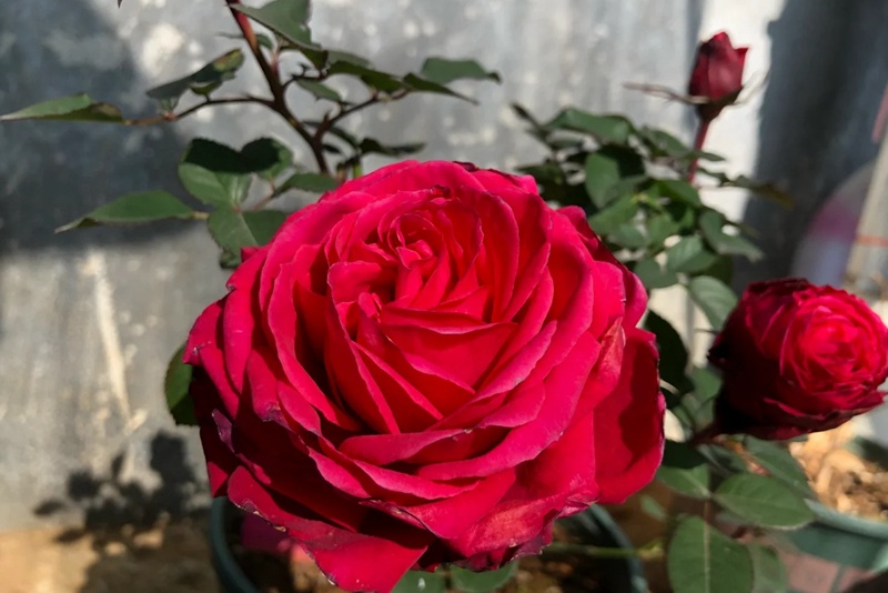1718775202798066.jpg 樱桃阳台月季是不是切花