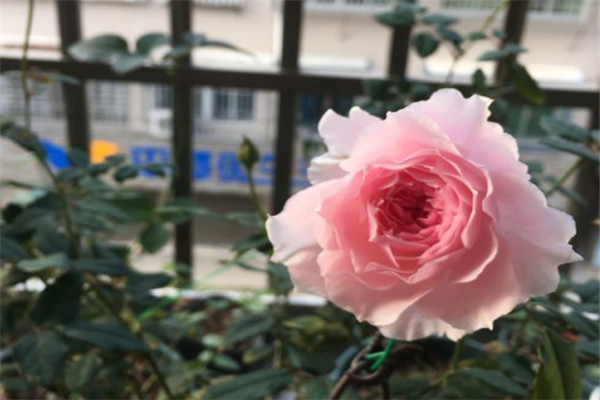 1718863033585122.jpg 美咲的芽变品种有哪些