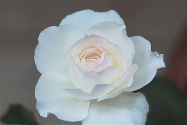 1718863817546280.jpg 美咲的芽变品种有哪些