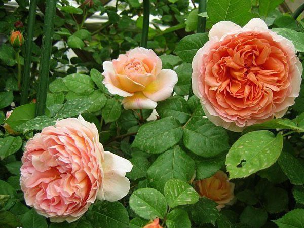 1718864124374610.jpg 亚伯拉罕和舍农索月季的区别
