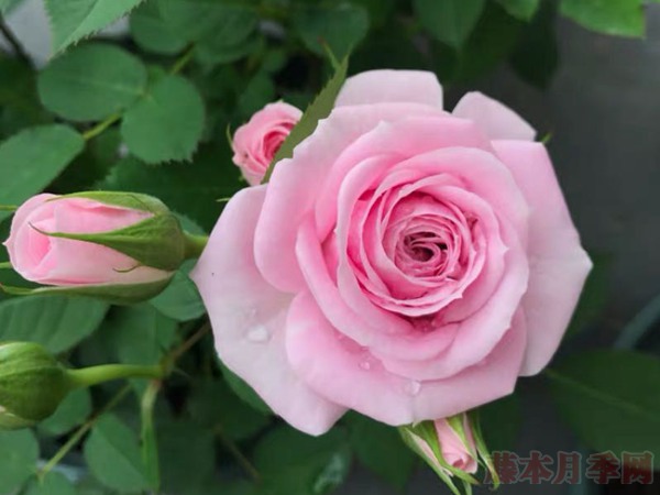 1719017868147707.jpg 月季火烈鸟宝石花语是什么意思