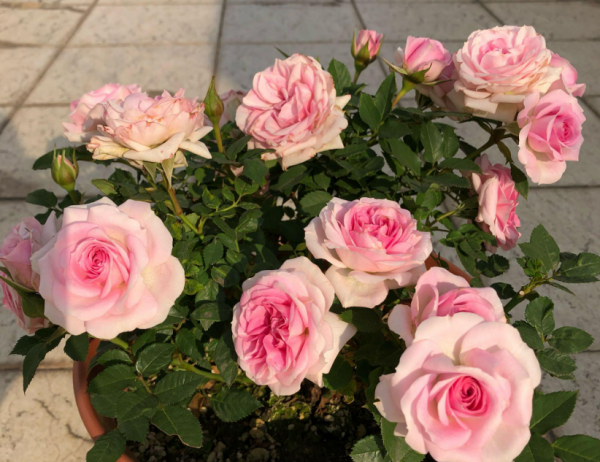 1719018394208057.png 火灵鸟月季单朵花开几天