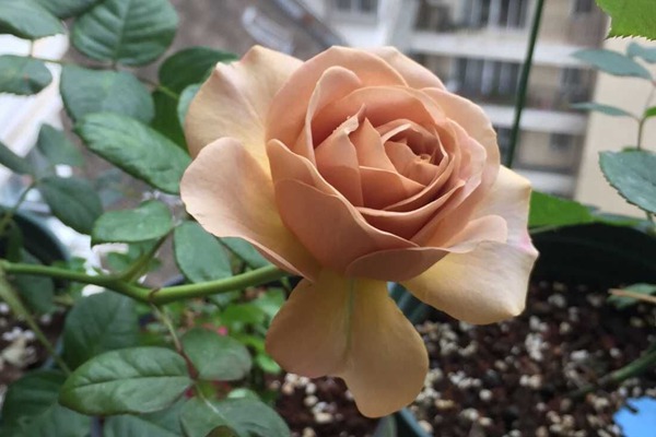 1719190965963126.jpg 月季英伦节拍和拿铁咖啡哪个好