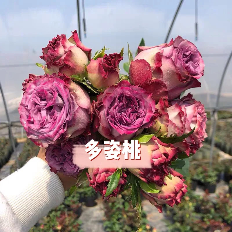 多姿桃 多姿桃