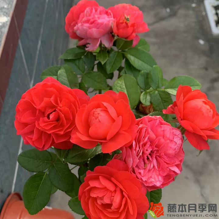 1719361946590775.jpg 微型月季适合在哪里栽种
