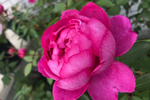 1719367926447168.jpg 伊芙酒窖和胭脂香水月季哪个好