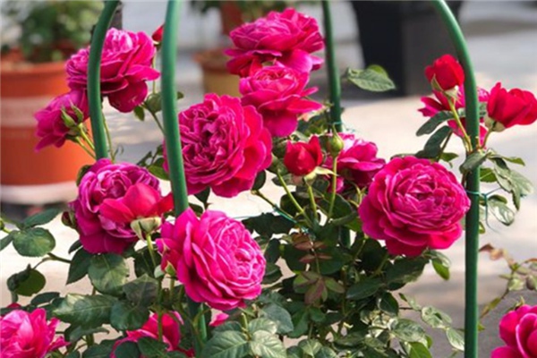 1719368959532951.jpg 伊芙酒窖和秋日胭脂月季哪个好