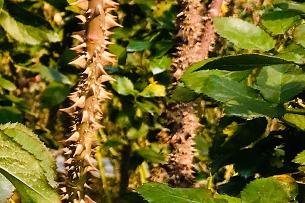 1719456957860917.jpg 月季把刺都拔了还会长吗
