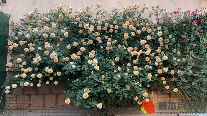 1719535670575504.jpg 月季花如何养才能开花多