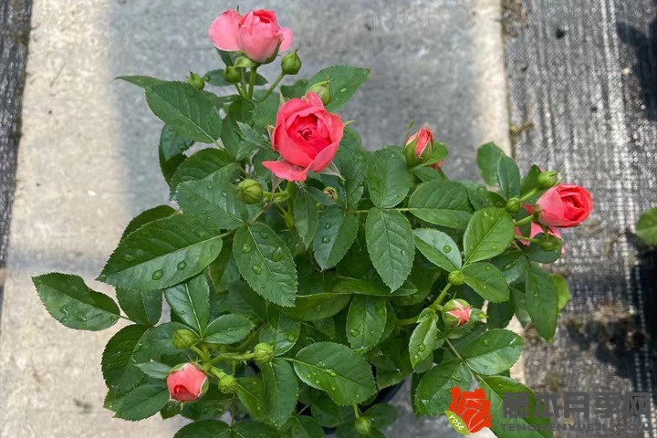 1719535670674050.jpg 月季花如何养才能开花多