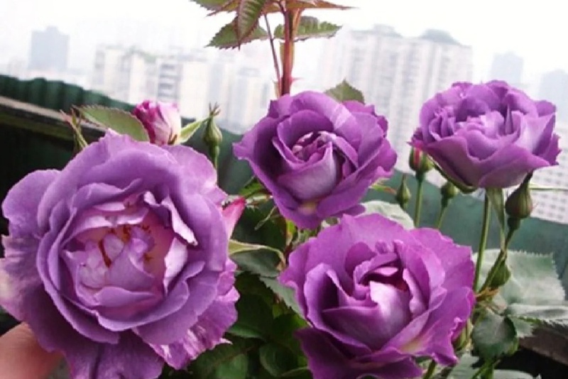1719555858242778.jpg 蓝色狂想曲月季丰花吗