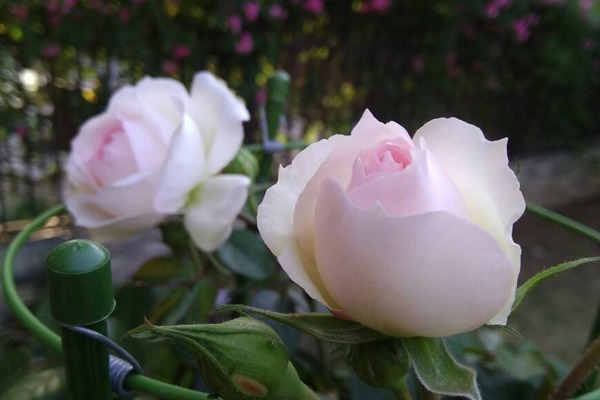 1719557418162291.jpg 斯蒂芬妮古城堡的花色和香味