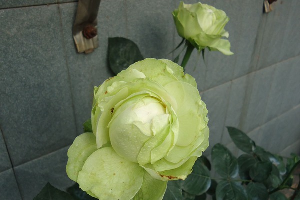 1719906572791607.jpg 绿星月季值得入手吗
