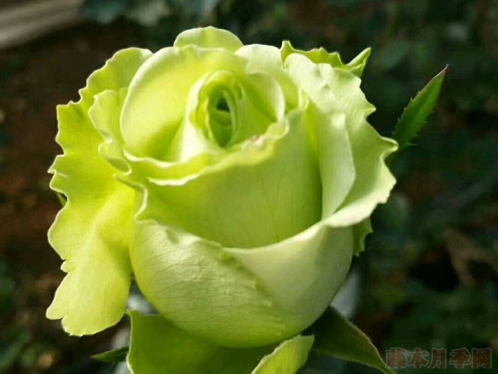 1719907022739794.jpg 月季花有绿色的吗
