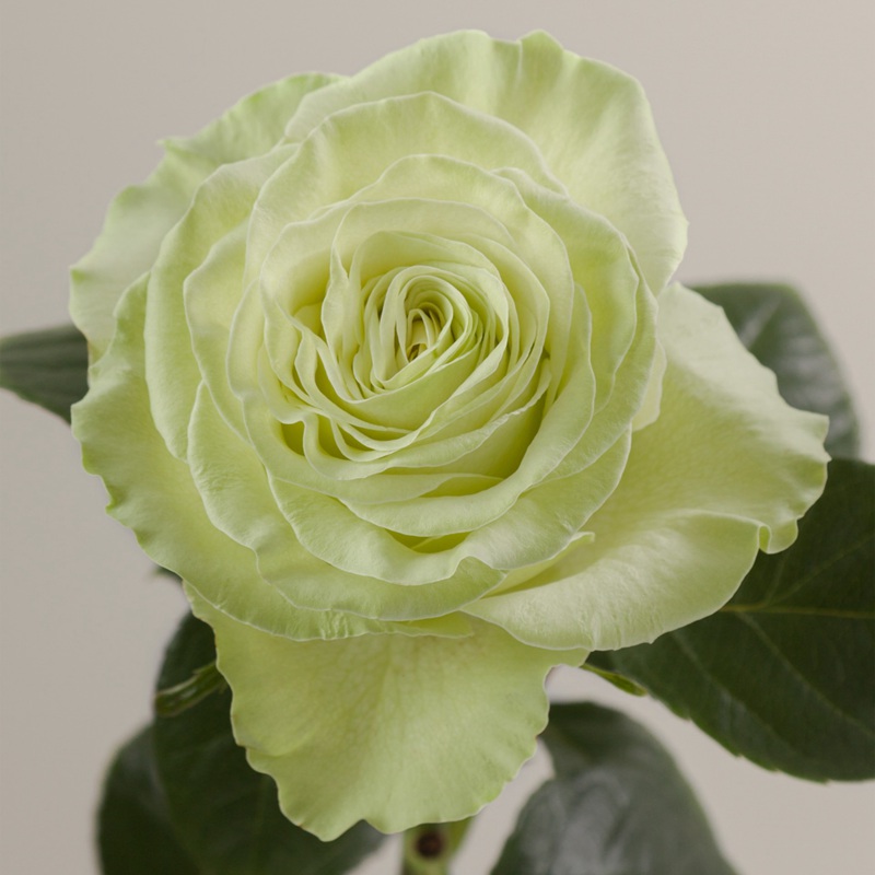 1719907186379438.jpg 月季花有绿色的吗