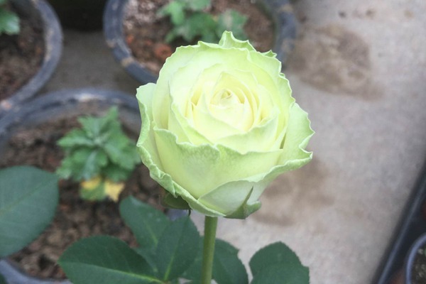 1719907403123443.jpg 月季花有绿色的吗
