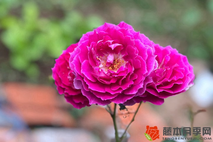 1720159832709849.jpg 人尿浇月季效果好吗?