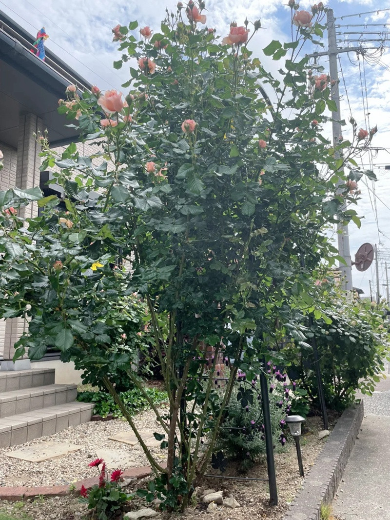 1720246818677485.jpg 真宙月季地栽能长多高