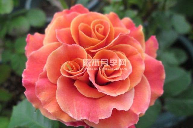 1720249762208993.jpg 上海夫人月季怎么样,建议买吗