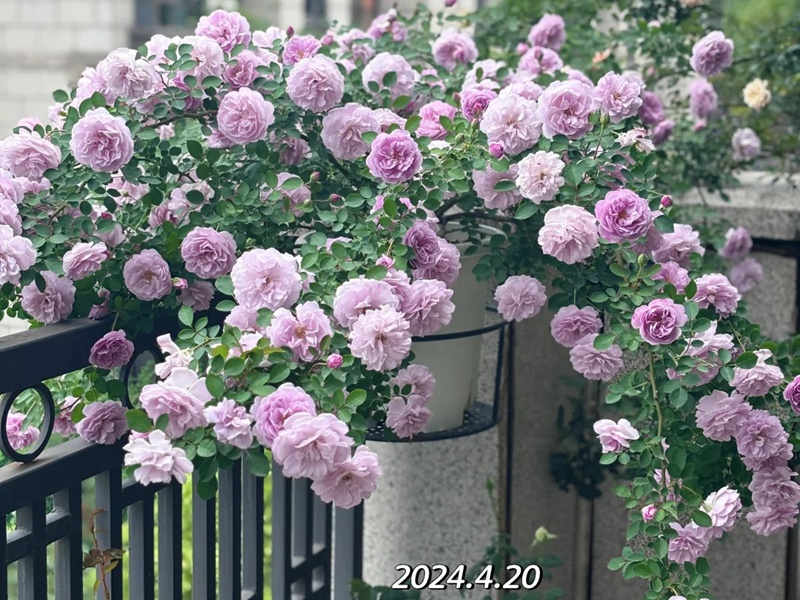 1720424233209789.jpg 蓝色阴雨花语寓意和象征