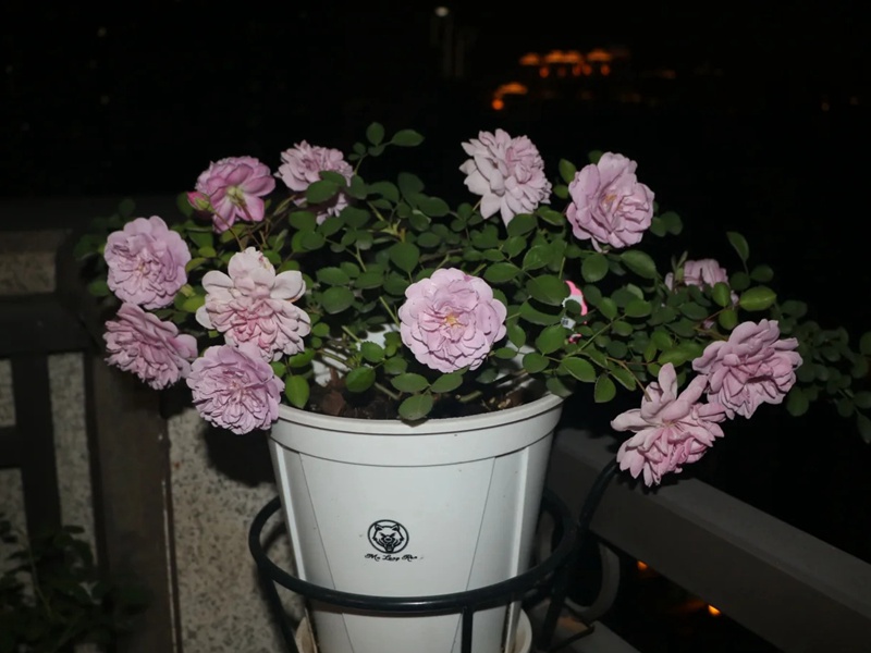 1720424234439317.jpg 蓝色阴雨花语寓意和象征