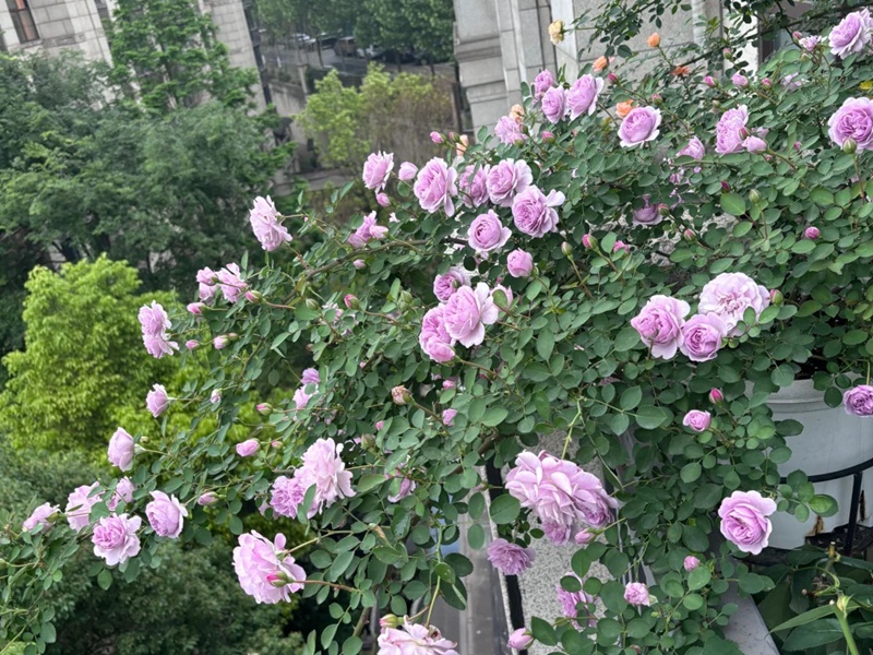 1720424234538595.jpg 蓝色阴雨花语寓意和象征