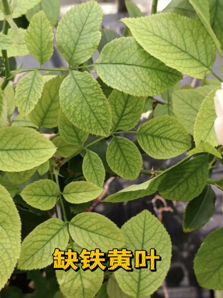 1720424590225228.jpg 蓝色阴雨月季叶子发黄怎么办