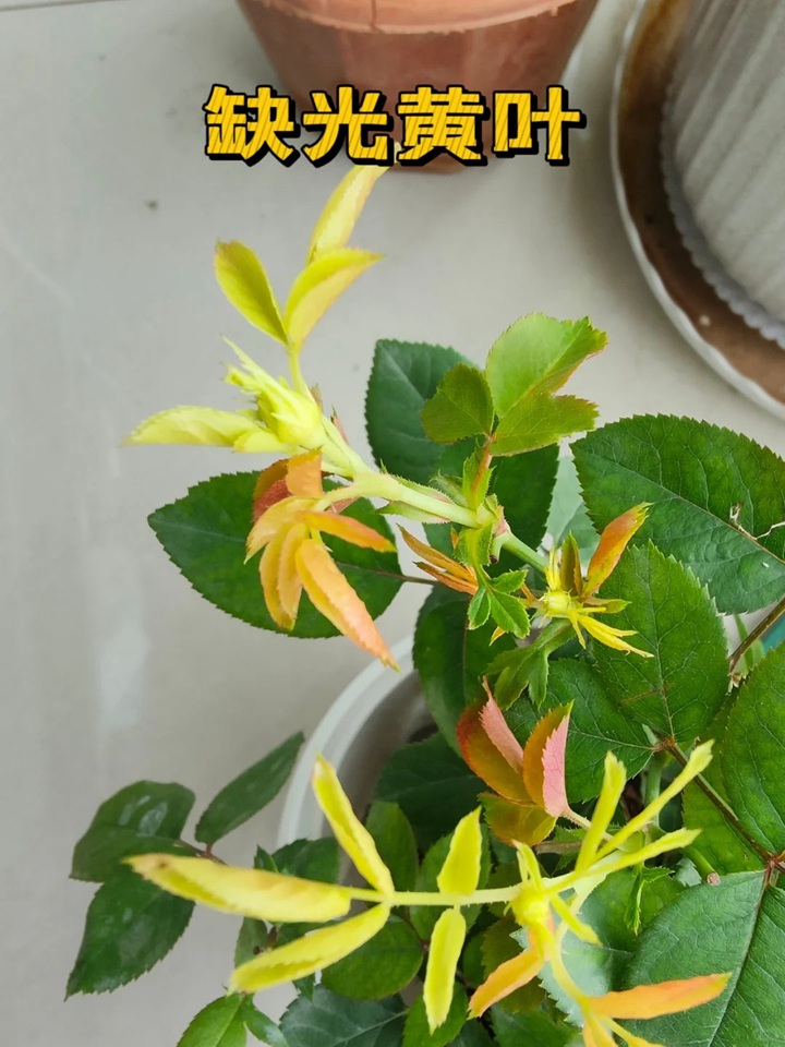 1720424590463492.jpg 蓝色阴雨月季叶子发黄怎么办