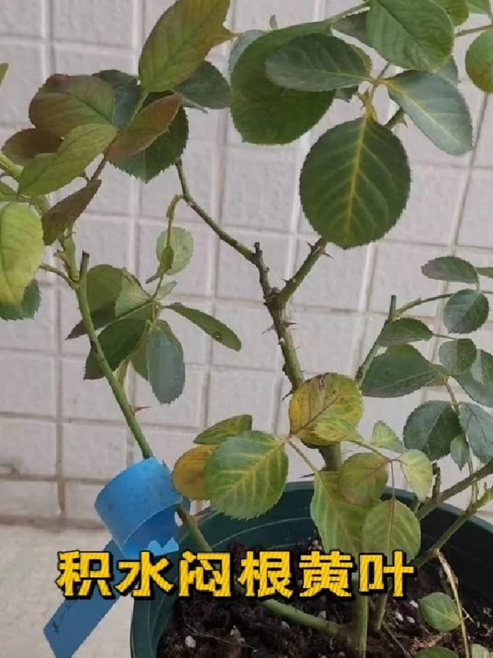1720424591100070.jpg 蓝色阴雨月季叶子发黄怎么办