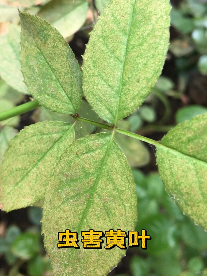1720424591356964.jpg 蓝色阴雨月季叶子发黄怎么办
