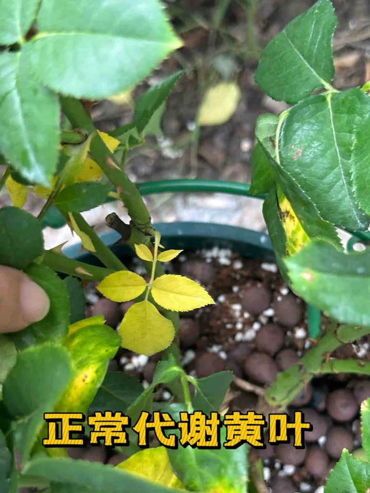 1720424591416579.jpg 蓝色阴雨月季叶子发黄怎么办