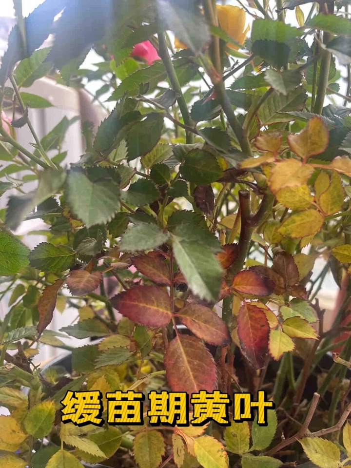 1720424591453856.jpg 蓝色阴雨月季叶子发黄怎么办