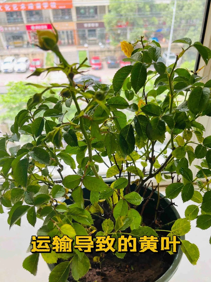 1720424591595712.jpg 蓝色阴雨月季叶子发黄怎么办