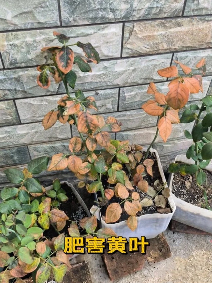 1720424591711434.jpg 蓝色阴雨月季叶子发黄怎么办