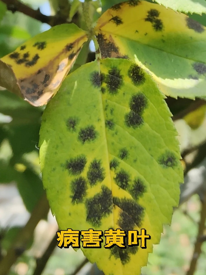 1720424591827099.jpg 蓝色阴雨月季叶子发黄怎么办