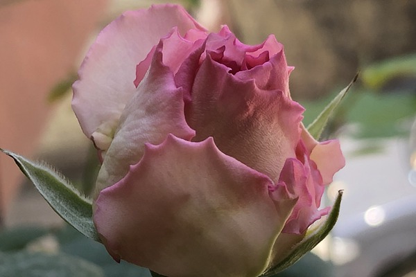 1720488567142373.jpg 罗衣月季一年能开几季花