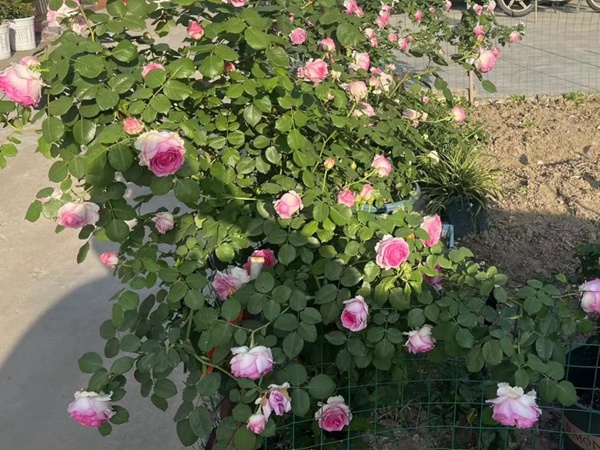 1720489014620064.jpg 罗衣月季一年能开几季花