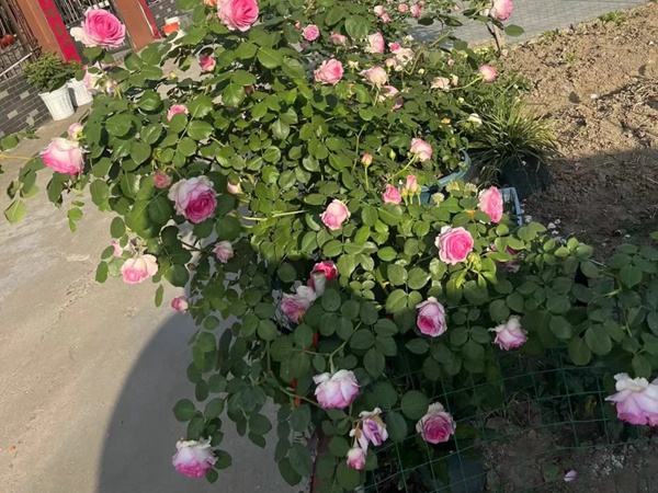 1720489014744596.jpg 罗衣月季一年能开几季花