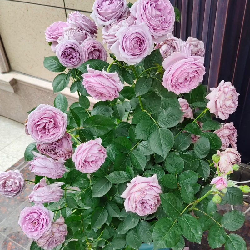 1720489545849431.jpg 蓝色风暴不能晒太阳吗