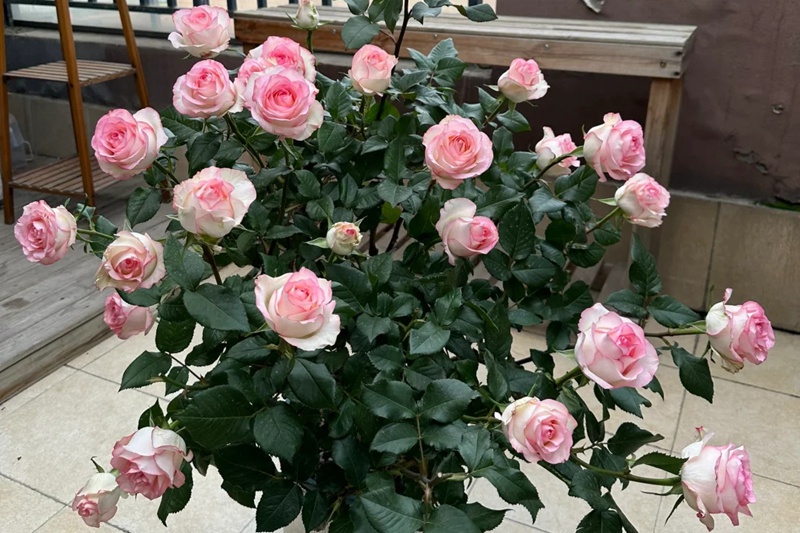 1720506166667274.jpg 艾莎一年开几次花
