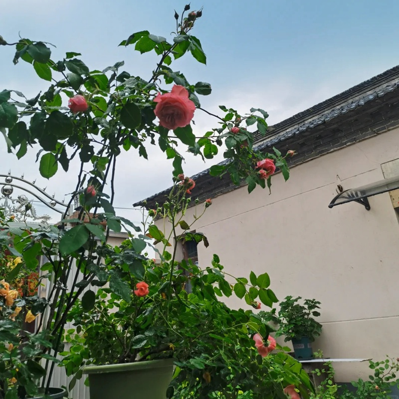 1720577721154598.jpg 珊瑚果冻能长多高